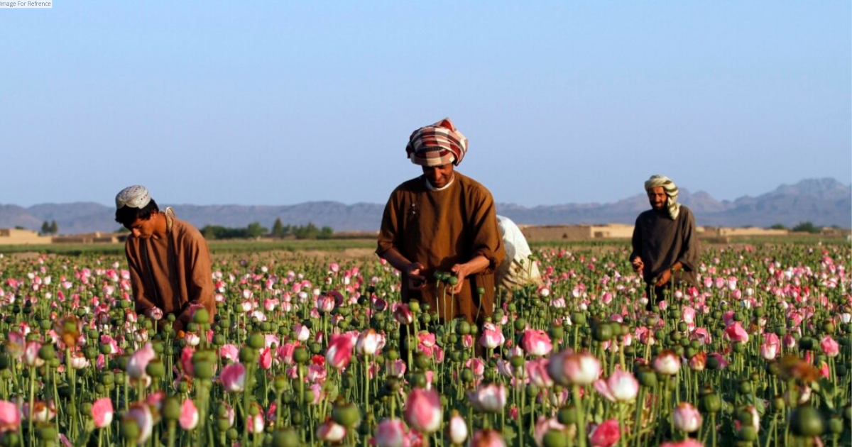 Afghanistan opium cultivation in 2022 up by 32 per cent: UN survey